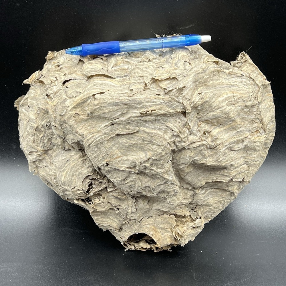 Real Hornet's Nest Paper Wasp Hive Rustic Cabin Decor Science Taxidermy 9x11x4.5